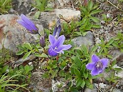 チシマギキョウ（白山）