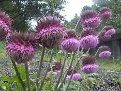 フジアザミ（富士山須走口）