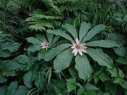 キヌガサソウ（白馬岳）