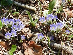 フデリンドウ（高原山）