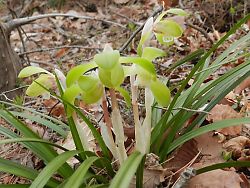 シュンラン（信夫山）