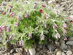 オキナグサ（神成山）