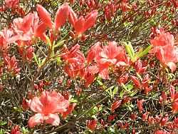 ヤマツツジ（大火山）